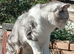 Sylvester British short hair silver tabby