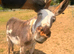 incredibly sweet natured jenny