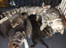 6 tabby kittens