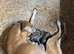 Outstanding Working-Bred Whippet Lurcher Puppies
