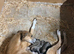 Outstanding Working-Bred Whippet Lurcher Puppies