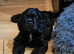 Stunning American Cocker Spaniel puppies