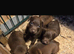Patterdale pups 4 sale