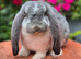 *** French Lop Buck ready to go ***