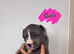 Cane corso x puppies