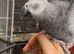 Male African grey for sale