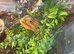 Bearded dragon