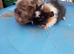 Baby male guinea pigs
