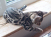 Bengals rare colours with clouded Leopard pattern