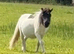 Halstock Spike miniature Gelding