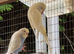 Young budgies for sale Ideal age for taming