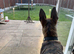 Belgian Malinois / Dutch Herder Girl rehome