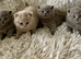 STUNNING PEDIGREE BRITISH SHORTHAIRS