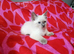 Ragdoll x kittens