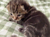 Tabby kittens