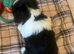 4 Pure Biewer Terrier for sale