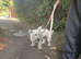 kc registered westie highland terrier girl for sale
