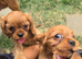 Beautiful pups