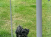 Black shorkie