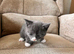 Ready to go tabby kittens