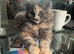Maine coon girls