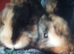 Rabbits