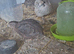 11 quail courtinx