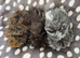 3 boars ready now