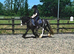 Lovely family pony...