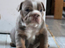 Beautiful English bulldog boy