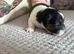 2x male pure Jack Russell’s
