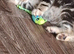 Kitten for sale