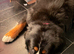 Gorgeous 3 year old Bernese female