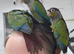 Hand reared baby conures