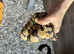 Royal ball pythons