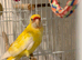 Babe lutino red rumped parakeet