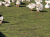 Goslings