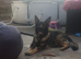 German shepherd 7 years old