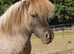 REGISTERED MINIATURE SHETLAND GELDING