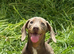 Mini Dachshund for sale