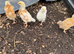 4 Chicks - Unsexed - pick up only WA95EU