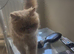 Male flat faced persian