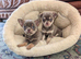 Beautiful quality BLUE/LILAC apple head chihuahuas