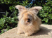Stunning pedigree angora bunnies- imported parents