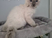 RAGDOLL KITTEN