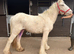 Handsome Palamino Gelding