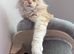 Stud offered Cream Maine Coon