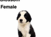 Cocker x collie pups