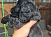 3 Gorgeous working cocker spaniel puppies Ready to leave now