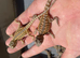 Bearded dragons